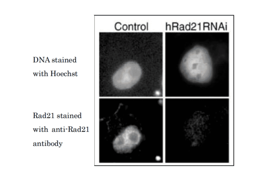 Immunofluorescence staining of Rad21.