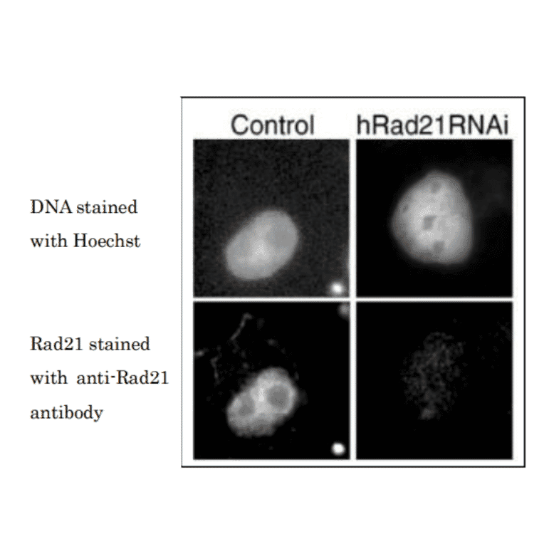 Immunofluorescence staining of Rad21.