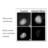 Immunofluorescence staining of Rad21.