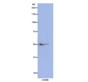 Detection of Nuf2 protein in HeLa cells by Western blotting using this antibody