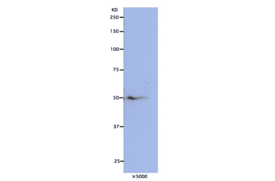 Detection of Nuf2 protein in HeLa cells by Western blotting using this antibody