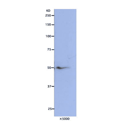 Detection of Nuf2 protein in HeLa cells by Western blotting using this antibody