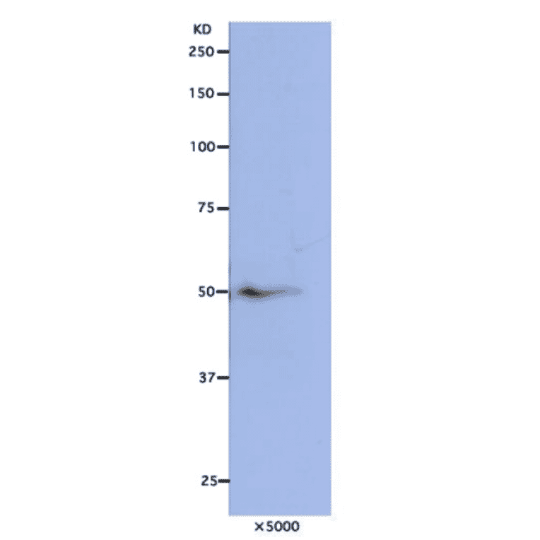 Detection of Nuf2 protein in HeLa cells by Western blotting using this antibody
