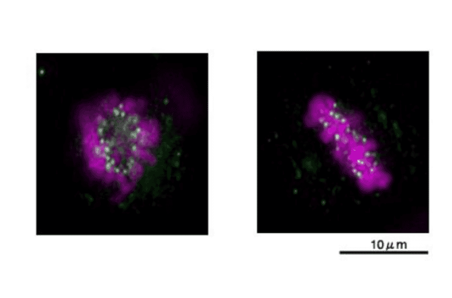 Detection of Nuf2 protein in HeLa cells by immunofluorescence staining using this antibody.