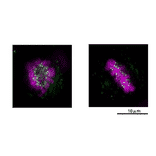 Detection of Nuf2 protein in HeLa cells by immunofluorescence staining using this antibody.