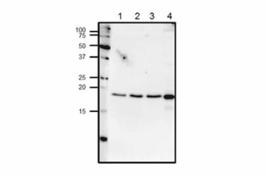 Western blot analysis of endogenous centrin-1 in crude lysates.