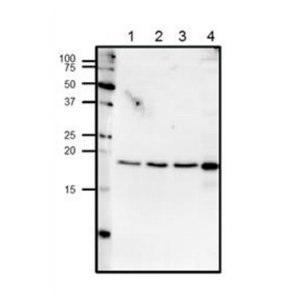 Western blot analysis of endogenous centrin-1 in crude lysates.