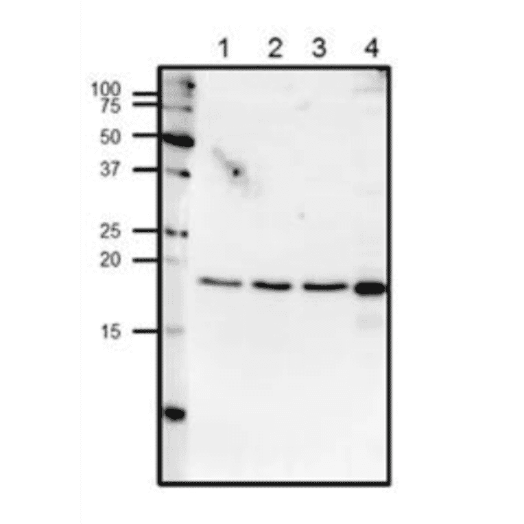 Western blot analysis of endogenous centrin-1 in crude lysates.