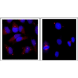 Immunofluorescence staining of centrin-1 protein in HeLa cells with anti-Centrin 1 antibody.