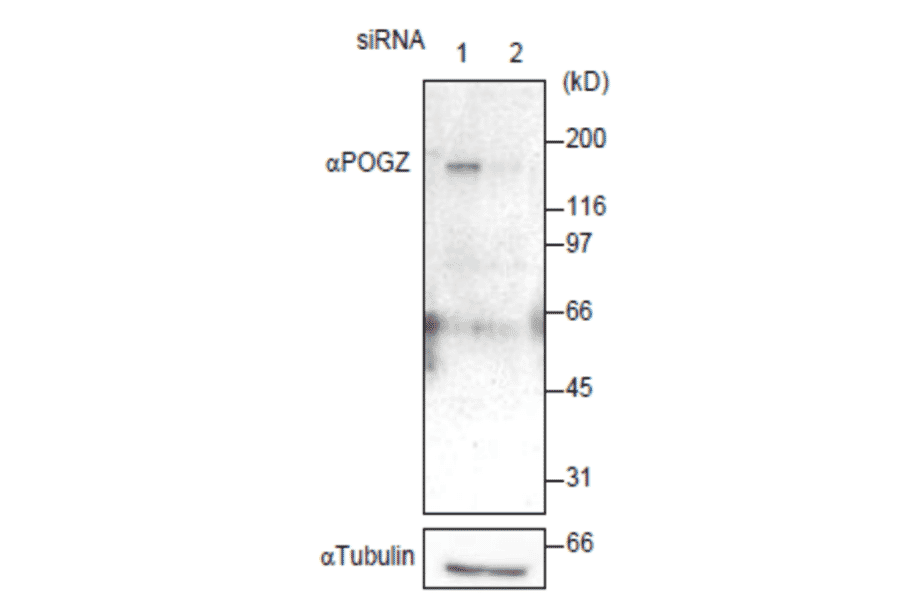 Western blot of POGZ