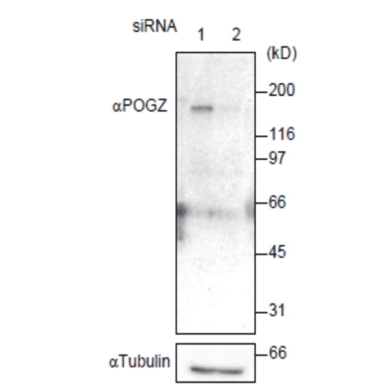 Western blot of POGZ
