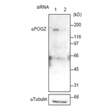 Western blot of POGZ