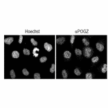 Immuno-fluorescence staining of POGZ.