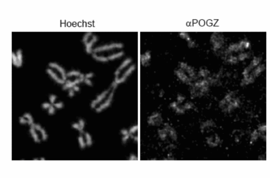 Immuno-fluorescence staining of POGD on chromosomes.