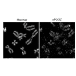 Immuno-fluorescence staining of POGD on chromosomes.