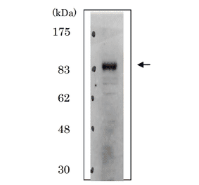 Identification of Cdt2 protein in whole cell extract of HeLa cells by western blotting