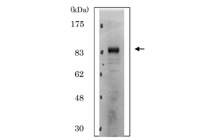 Identification of Cdt2 protein in whole cell extract of HeLa cells by western blotting