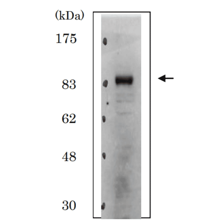 Identification of Cdt2 protein in whole cell extract of HeLa cells by western blotting