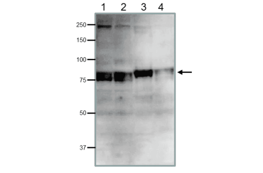 Detection of endogenous Cdt2 protein in whole cell extracts of human and rodent cells by western blotting