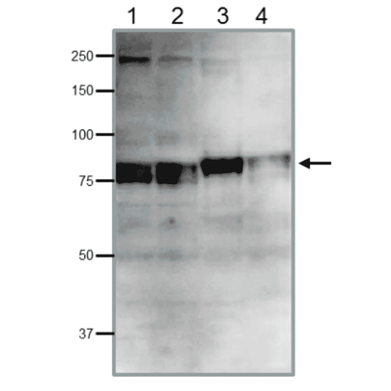 Detection of endogenous Cdt2 protein in whole cell extracts of human and rodent cells by western blotting