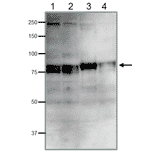 Detection of endogenous Cdt2 protein in whole cell extracts of human and rodent cells by western blotting