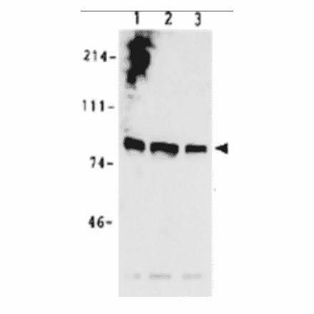 Identification of MCM7 protein in whole cell extracts of human cells by western blotting using anti-MCM7 antibody.