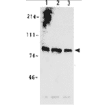 Identification of MCM7 protein in whole cell extracts of human cells by western blotting using anti-MCM7 antibody.