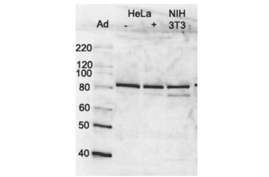 Identification of MCM7 protein in whole cell extracts of human and mouse cells by western blotting using anti-MCM7 antibody..