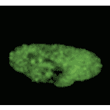 Immunofluorecence staining and confocal microscopic analysis of MCM7 in G1 phase HeLa cell nucleus by using anti-MCM7 antibody after treatment with protein cross-linking reagent, DSP and chromatin extraction. The processed cells were fixed with formaldehyde before staining.