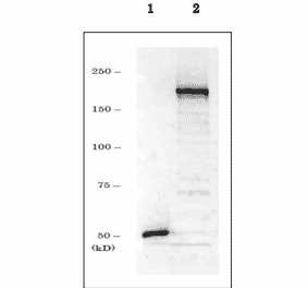 Western blot of endogenous Dnmt1 in crude extract of NIH3T3 cells. 