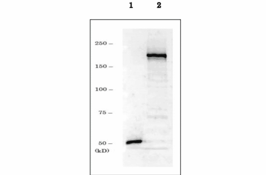 Western blot of endogenous Dnmt1 in crude extract of NIH3T3 cells. 