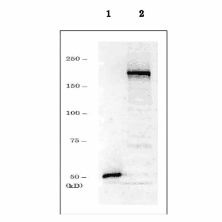 Western blot of endogenous Dnmt1 in crude extract of NIH3T3 cells. 