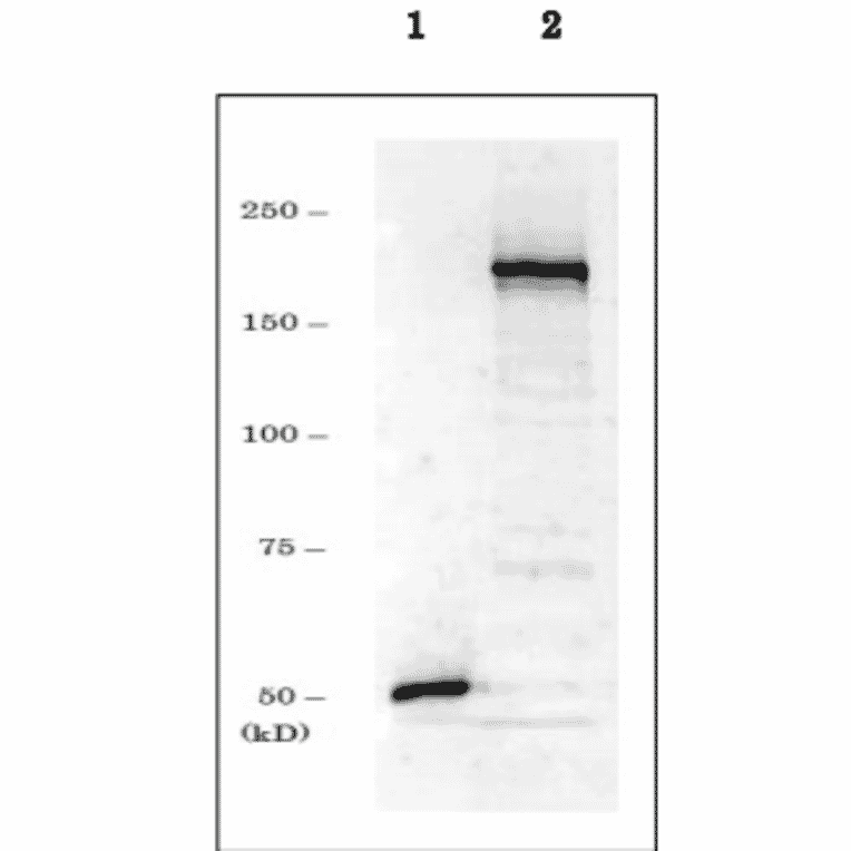 Western blot of endogenous Dnmt1 in crude extract of NIH3T3 cells. 