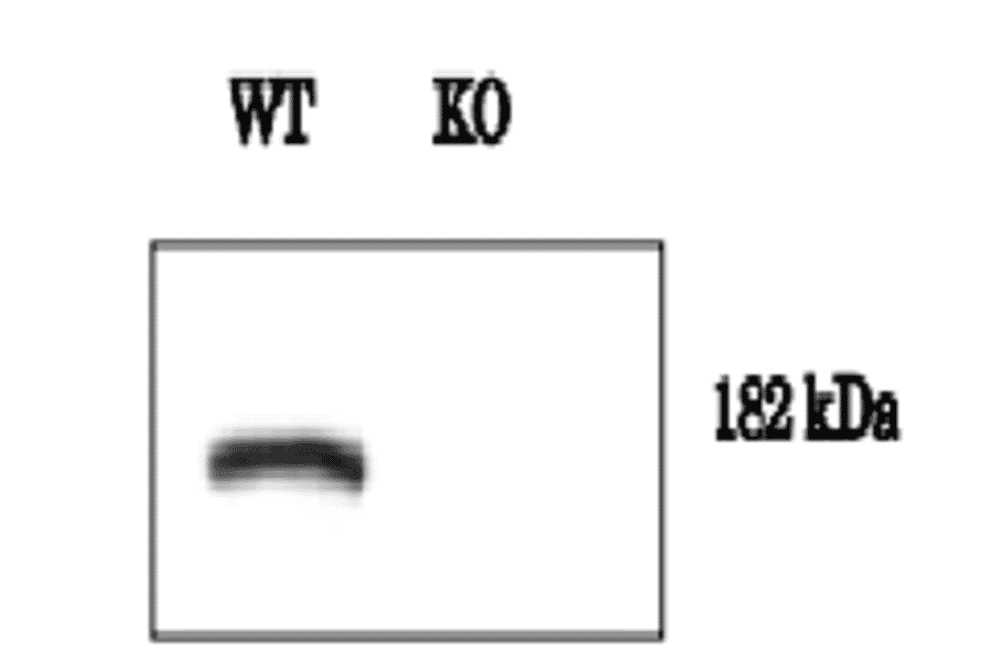 Validation of the anti-Dnmt1 antibody by western blot, using Dnmt1 KO cell extract. 