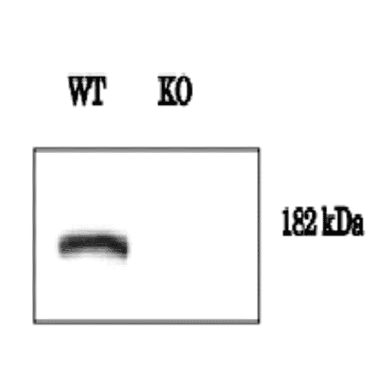 Validation of the anti-Dnmt1 antibody by western blot, using Dnmt1 KO cell extract. 