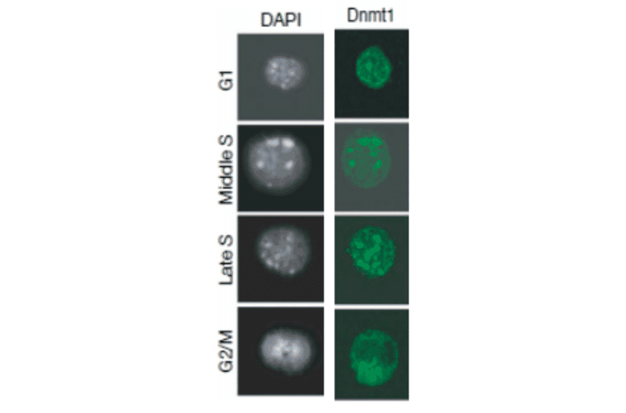 Immunofluorescence staining of Dnmt1 during cell cycle progression. 