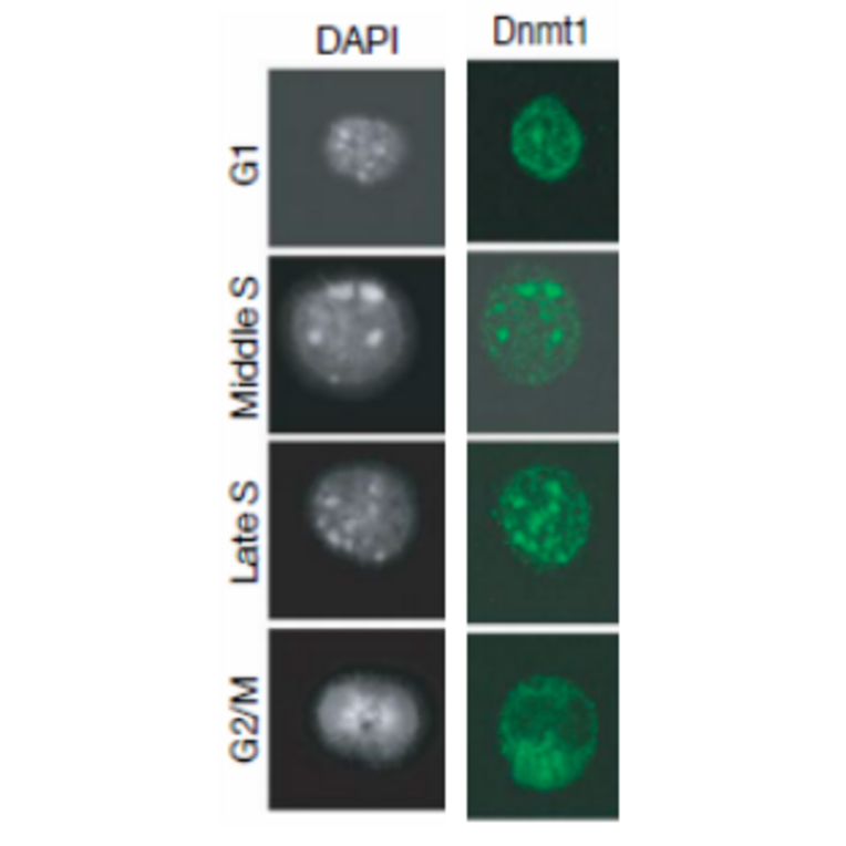 Immunofluorescence staining of Dnmt1 during cell cycle progression. 