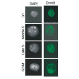 Immunofluorescence staining of Dnmt1 during cell cycle progression. 