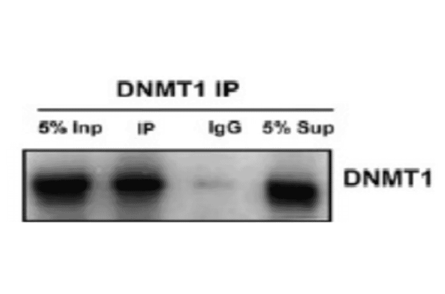 Immunoprecipitation of Dnmt1 from mouse MEL cells. 