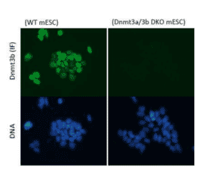 Immunofluorescent staining of Dnmt3b in wild-type and Dnmt3b/3a knockout mouse embryonic stem cells. 