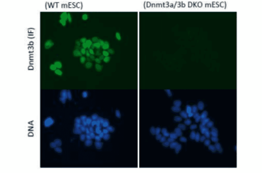 Immunofluorescent staining of Dnmt3b in wild-type and Dnmt3b/3a knockout mouse embryonic stem cells. 