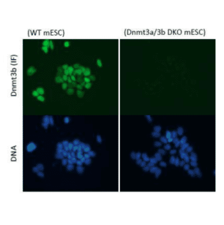 Immunofluorescent staining of Dnmt3b in wild-type and Dnmt3b/3a knockout mouse embryonic stem cells. 