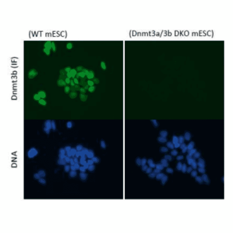 Immunofluorescent staining of Dnmt3b in wild-type and Dnmt3b/3a knockout mouse embryonic stem cells. 