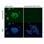 Immunofluorescent staining of Dnmt3b in wild-type and Dnmt3b/3a knockout mouse embryonic stem cells. 