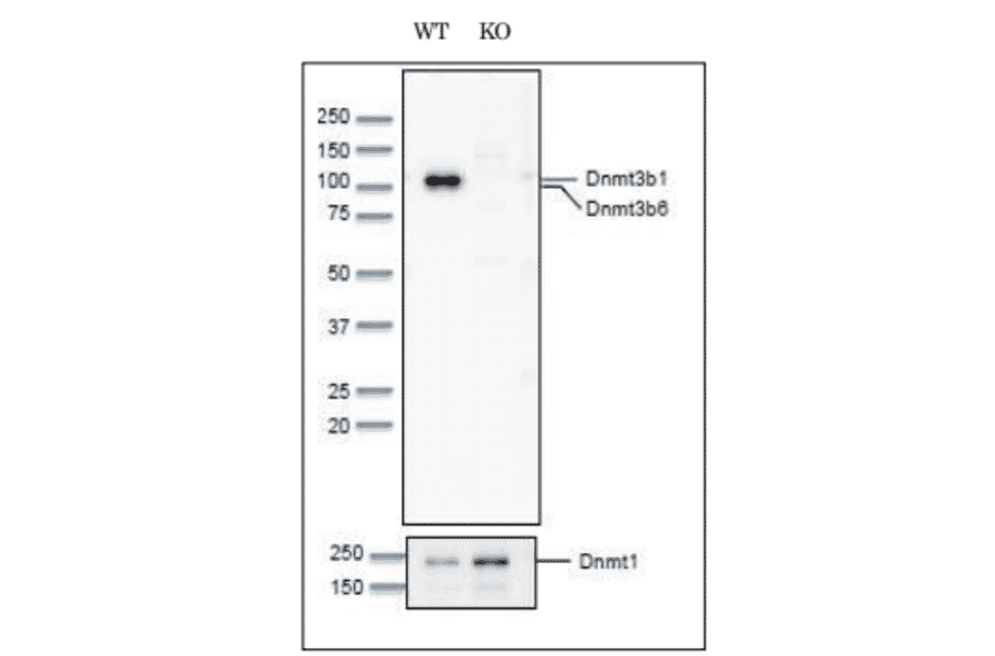 Western blot of Dnmt3b in wild-type and Dnmt3b/3a knockout mouse embryonic stem cells. 