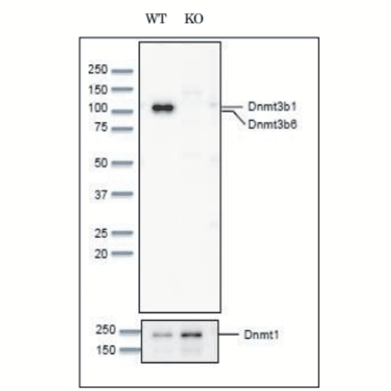Western blot of Dnmt3b in wild-type and Dnmt3b/3a knockout mouse embryonic stem cells. 