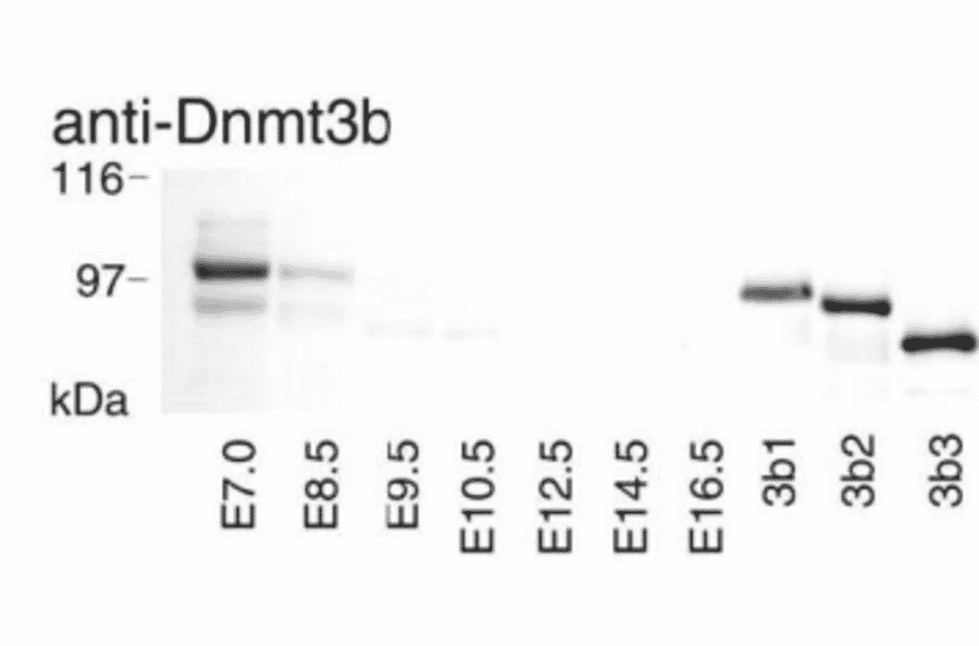 Fig.3 Western blotting of Dnmt3b at different stage of embrio.