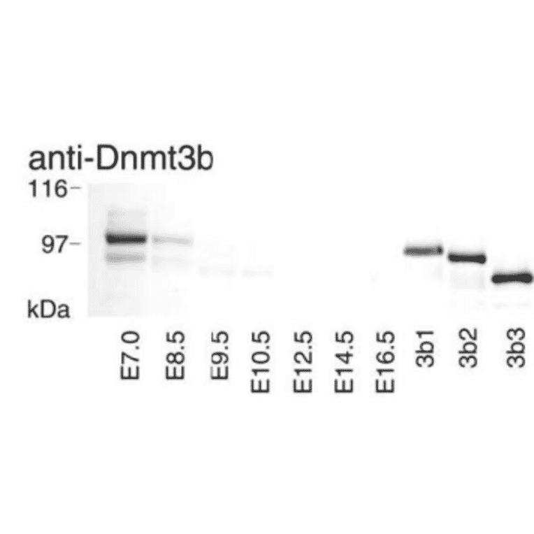 Fig.3 Western blotting of Dnmt3b at different stage of embrio.