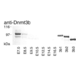 Fig.3 Western blotting of Dnmt3b at different stage of embrio.