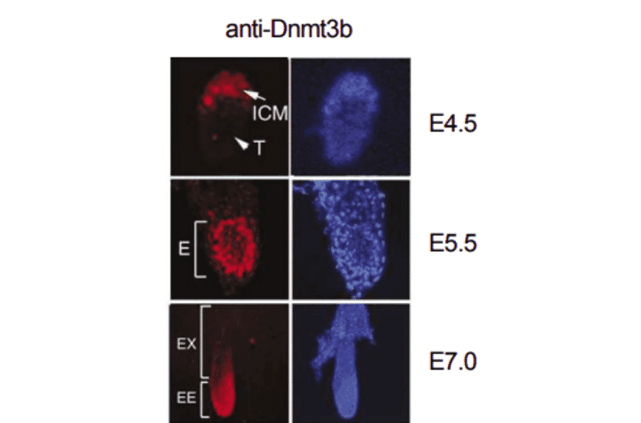 Fig.4 Expression of Dnmt3b in mouse embyo was examined by immuno-fluorescence staining.